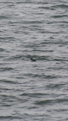 Phoca vitulina vitulina