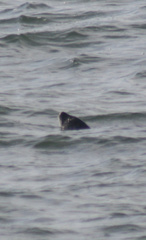 Phoca vitulina vitulina