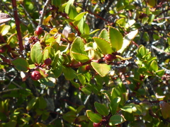 Vaccinium ovatum