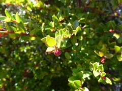 Vaccinium ovatum