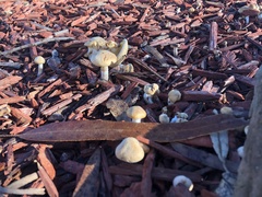 Agrocybe praecox