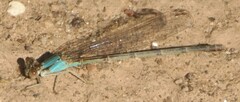 Argia apicalis
