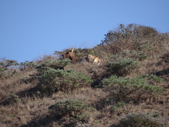 Cervus canadensis nannodes