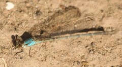 Argia apicalis