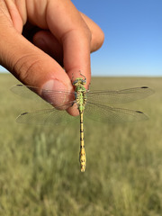 Ophiogomphus severus