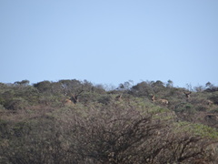 Cervus canadensis nannodes