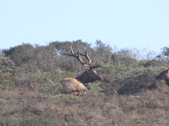 Cervus canadensis nannodes