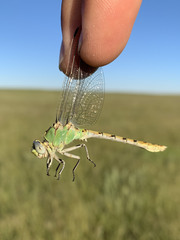 Ophiogomphus severus