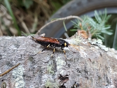 Urocerus californicus