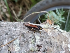 Urocerus californicus