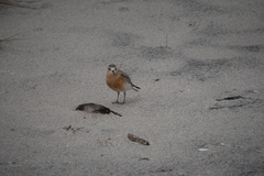 Charadrius obscurus aquilonius