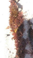 Chondracanthus exasperatus