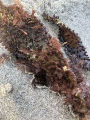 Chondracanthus exasperatus