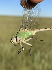Ophiogomphus severus