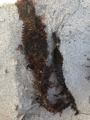 Chondracanthus exasperatus