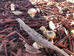 Agrocybe praecox