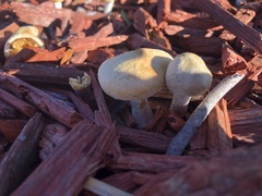 Agrocybe praecox