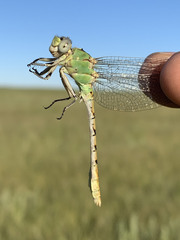 Ophiogomphus severus