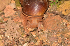 Megalobulimus