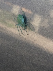 Araneus talipedatus