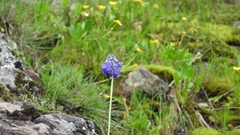 Primula flaccida