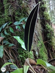 Elaphoglossum