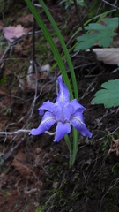 Iris collettii