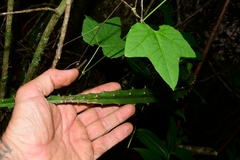 Hylocereeae