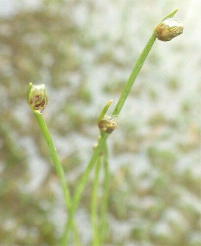 Isolepis cernua