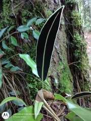 Elaphoglossum