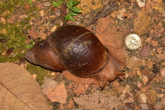 Megalobulimus