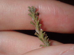 Eremophila battii
