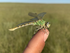 Ophiogomphus severus