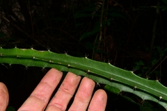 Hylocereeae