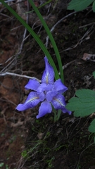Iris collettii