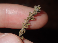 Eremophila battii