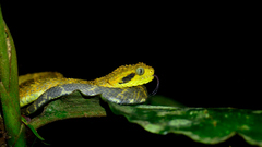 Atheris broadleyi