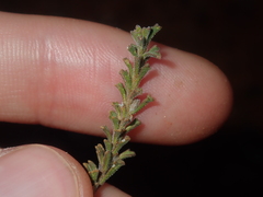 Eremophila battii