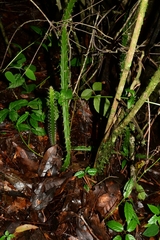 Hylocereeae