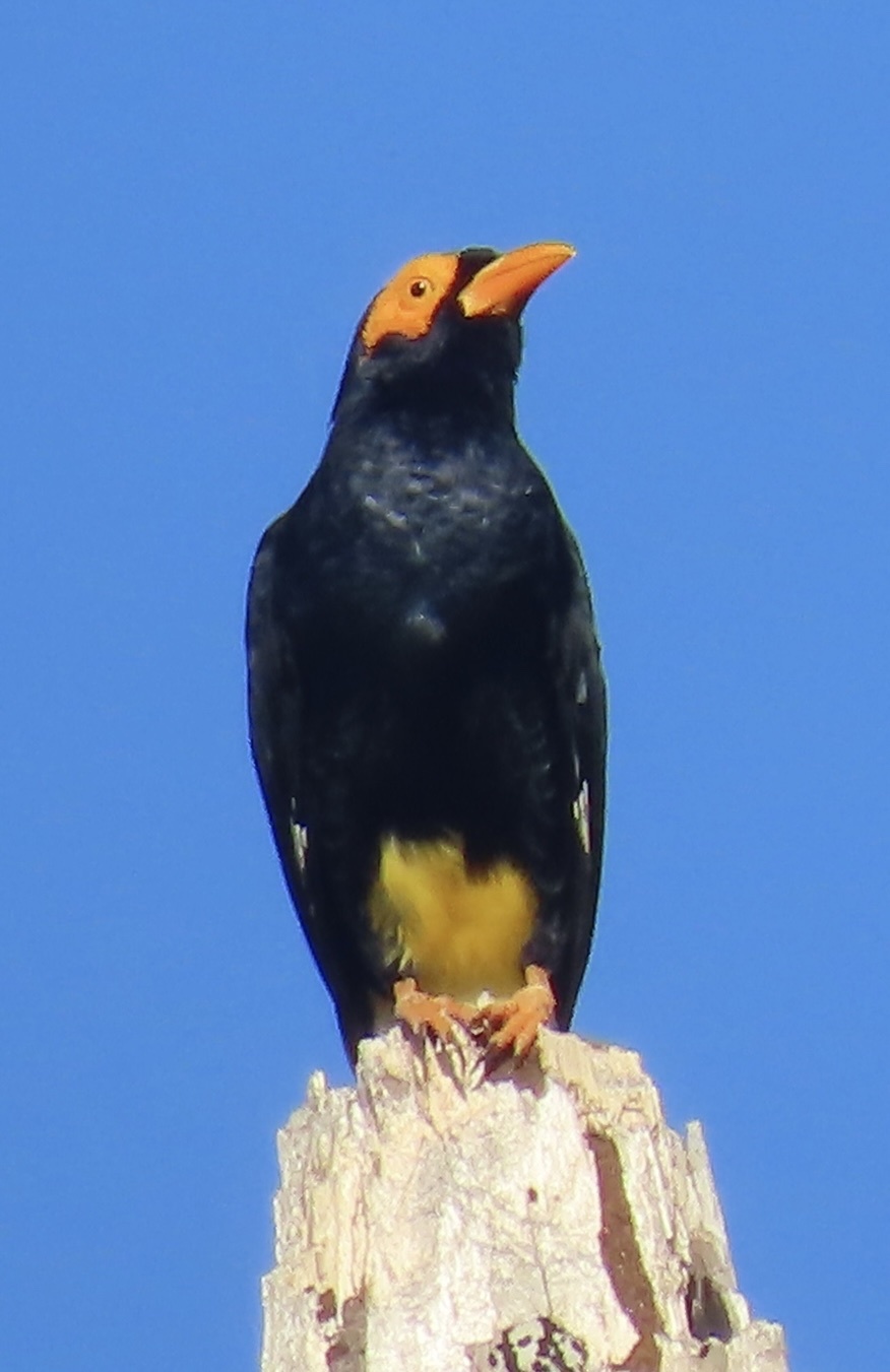 Long-tailed Myna (Mino kreffti), photo 2