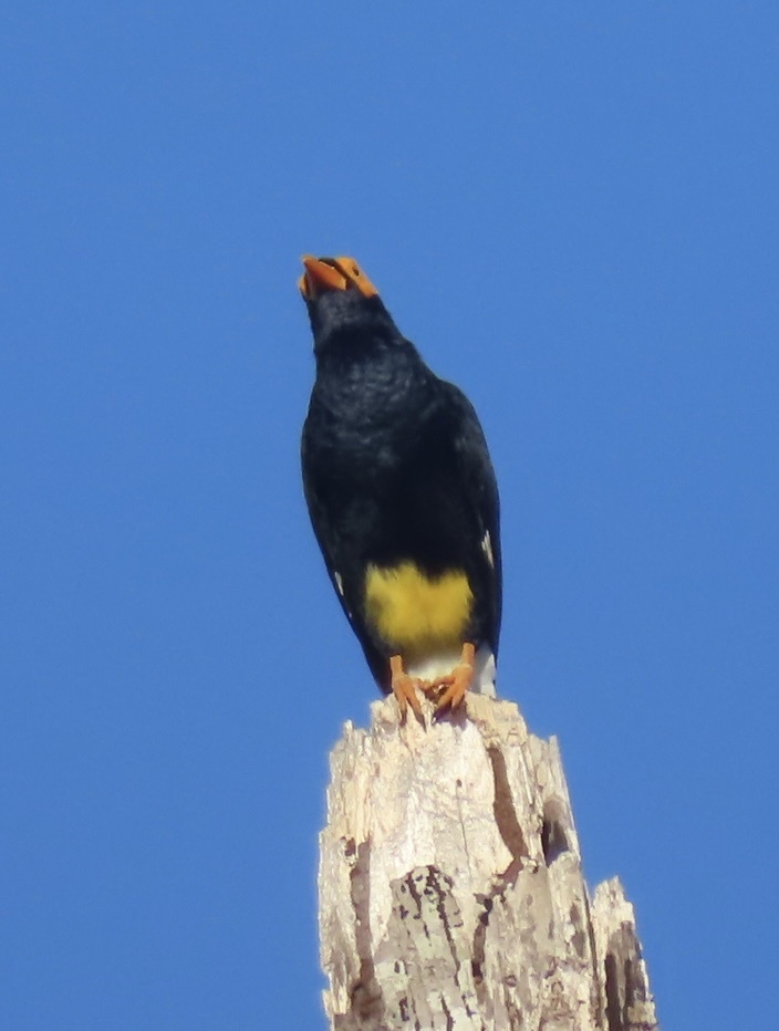 Long-tailed Myna (Mino kreffti), photo 8