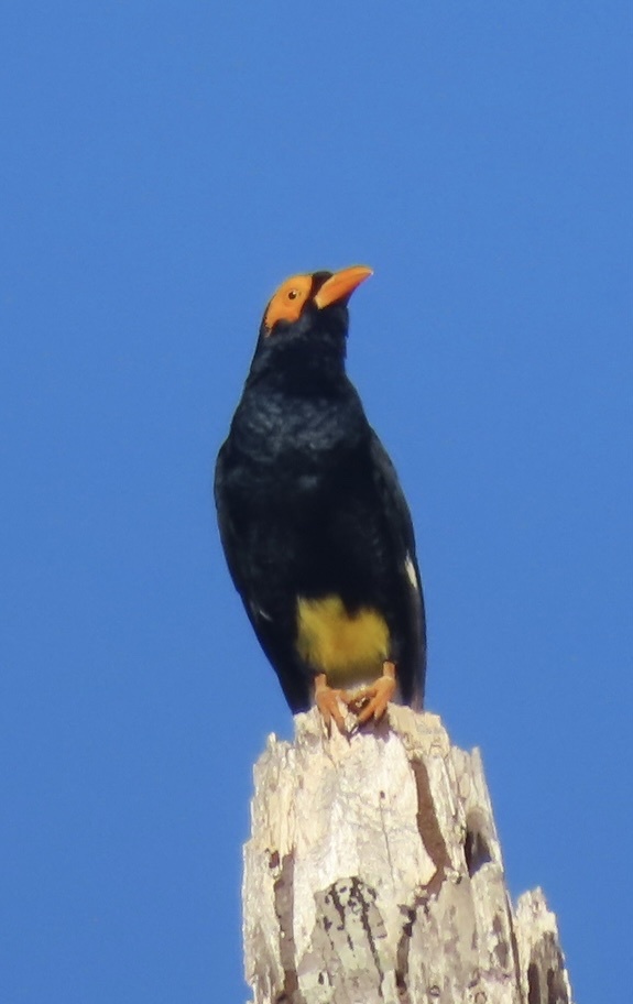 Long-tailed Myna (Mino kreffti), photo 3