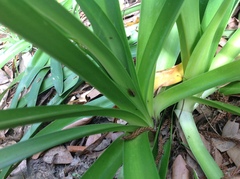 Agapanthus praecox
