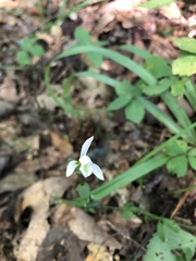 Triphora trianthophoros