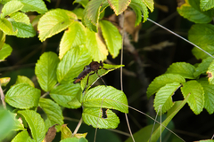 Diogmites basalis