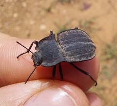 Stenomorpha opaca