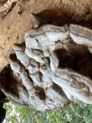 Ganoderma megaloma