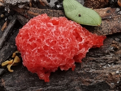 Tubifera ferruginosa
