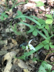 Triphora trianthophoros