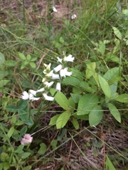 Spiranthes cernua